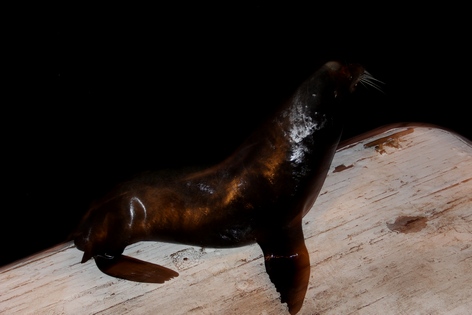 ����� ����